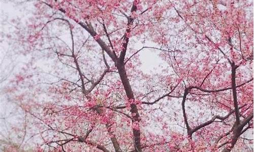 石门森林公园樱花