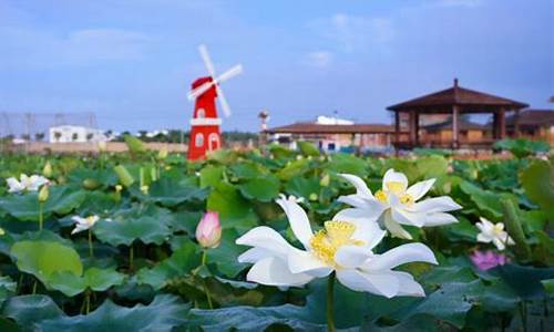 惠来滨荷湾旅游景区怎么样_惠来海滨度村营业时间