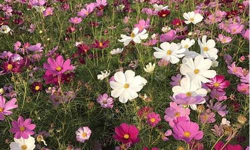 漳州郊野公园格桑花_漳州市郊野公园的空间布局