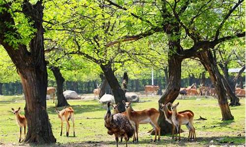 西安北到秦岭野生动物园路线怎么走_西安北到秦岭野生动物园路线怎么走的