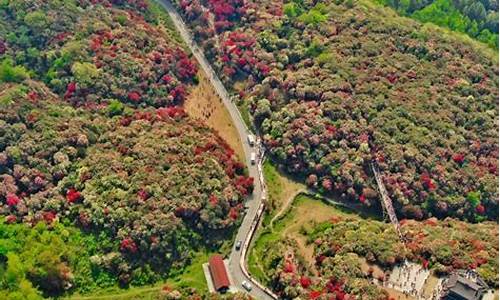 百里杜鹃自驾游路线_百里杜鹃周边景点自驾线路