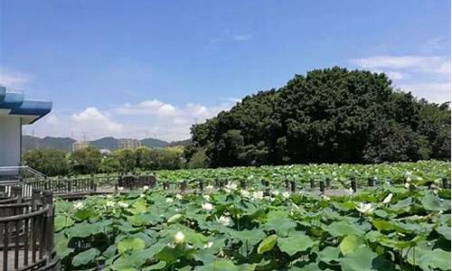 洪湖公园好玩吗值得去吗_洪湖公园好玩吗值得去吗现在