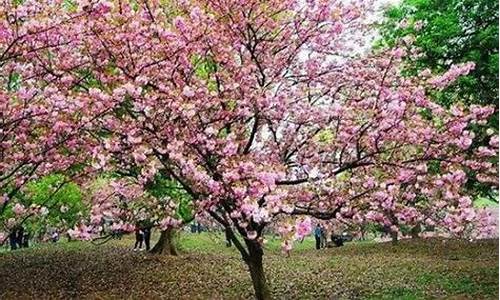 株洲石峰公园樱花什么时候开_株洲石峰公园樱花什么时候开2024